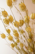Load image into Gallery viewer, Dried Green Nigella Per Stem
