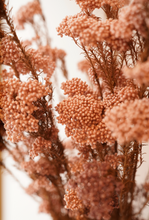 Load image into Gallery viewer, Dried Light Pink Rice Flower Per Stem
