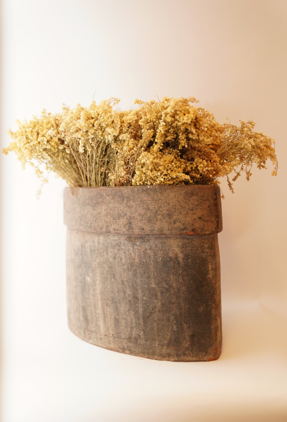 Dried Yellow Solidago Per Stem