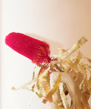 Load image into Gallery viewer, Dried Red Banksia Stem
