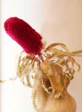 Load image into Gallery viewer, Dried Red Banksia Stem
