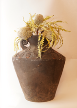 Load image into Gallery viewer, Dried Natural Green Banksia Stem
