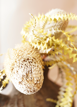 Load image into Gallery viewer, Dried Natural Green Banksia Stem
