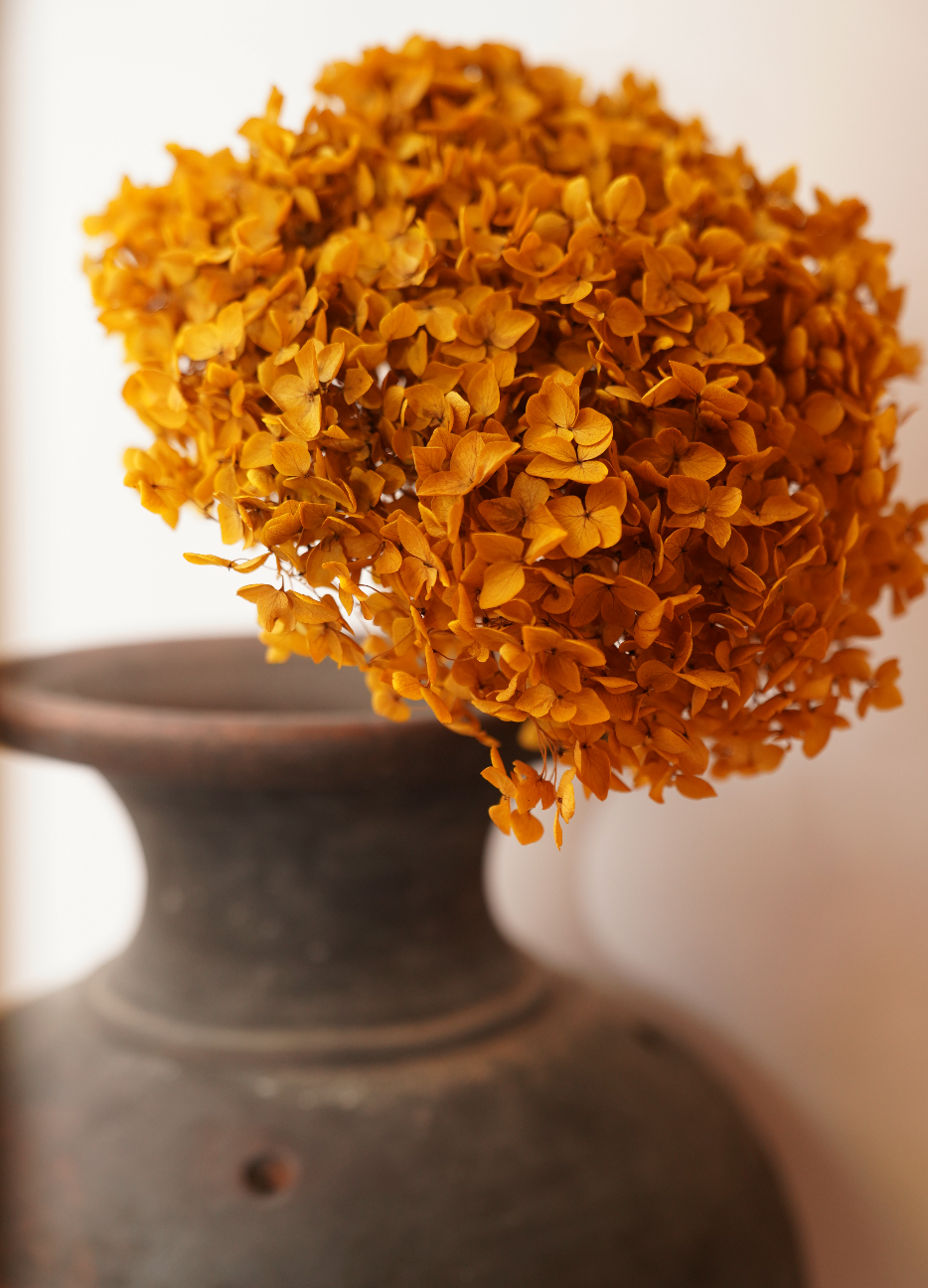 Preserved Toffee Hydrangea Stem
